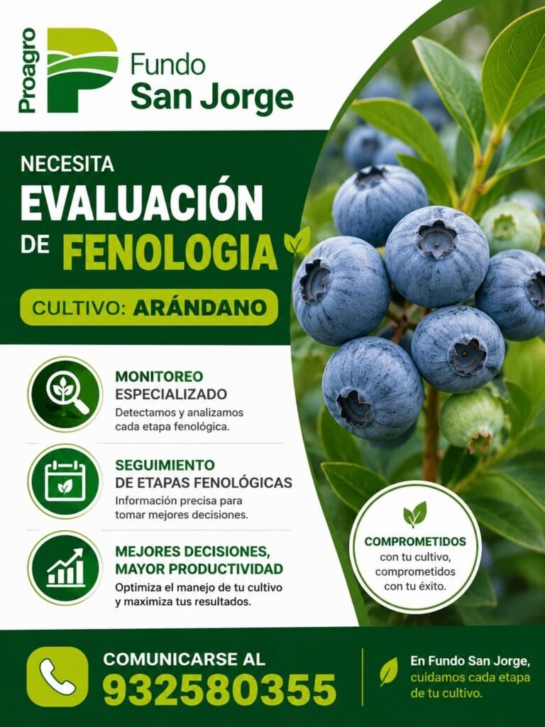Evaluador de Fenología de Cultivo de Arándano en Fundo San Jorge
