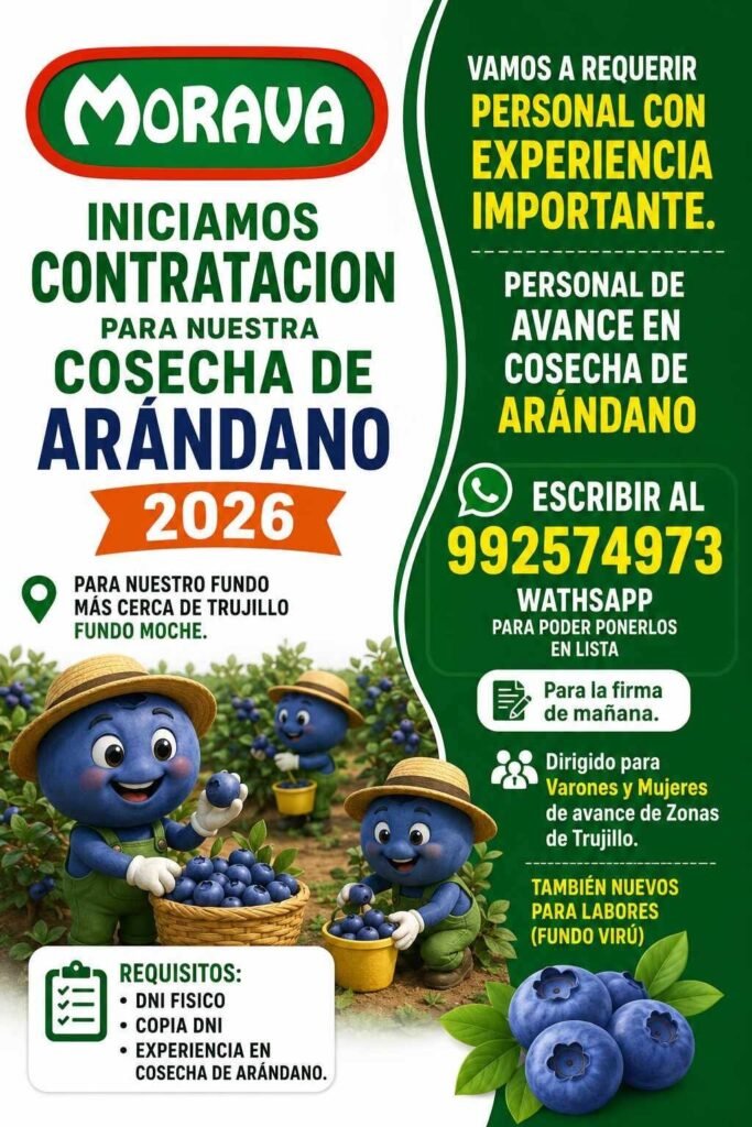 Personal para Cosecha de Arándano en Fundo Moche, Morava Trujillo