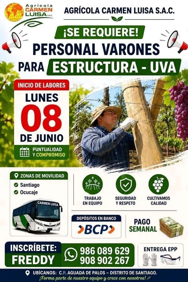 Estructura de Uva en Agricola Carmen Luisa SAC Ica, Santiago, Aguada de Palos