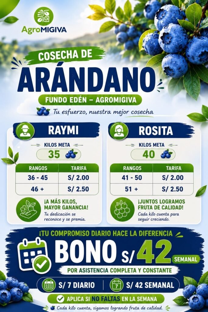 Campaña de cosecha de arandanos en fundo Eden – Agromigiva