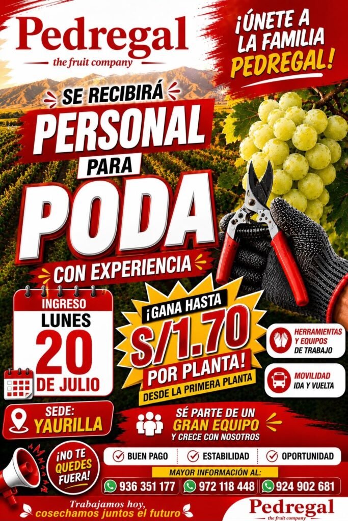 Poda de uva en Pedregal Ica – mañana 20 de julio