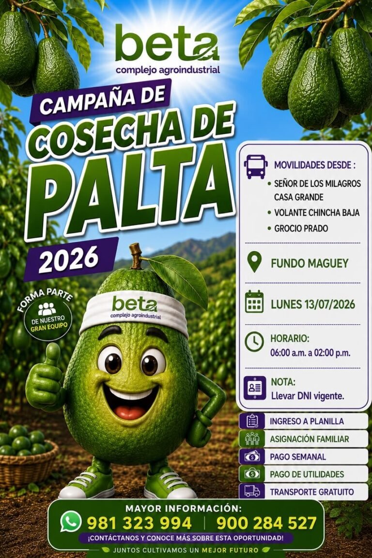 Gran Convocatoria laboral en la cosecha de palta 2026