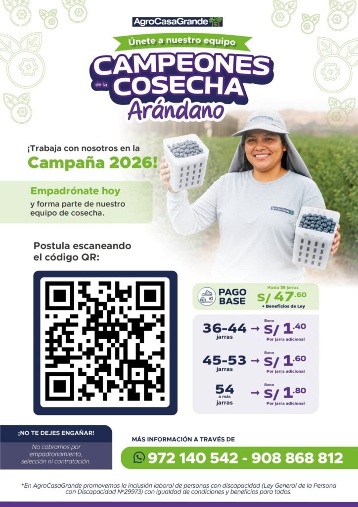 Cosecha de arandanos en Agrokasa Grande – La libertad