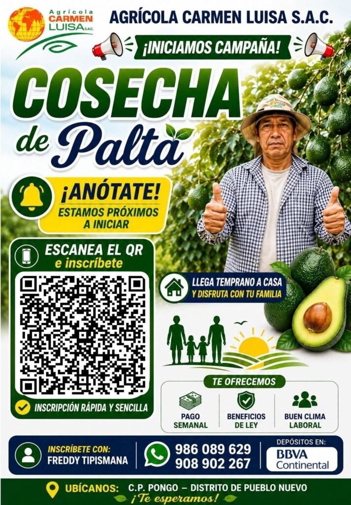 Cosecha de palta en el fundo pongo Agricola Carmen Luisa SAC - Imagen 1