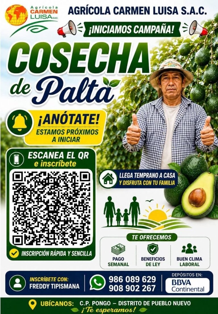 Cosecha de palta en el fundo pongo Agricola Carmen Luisa SAC