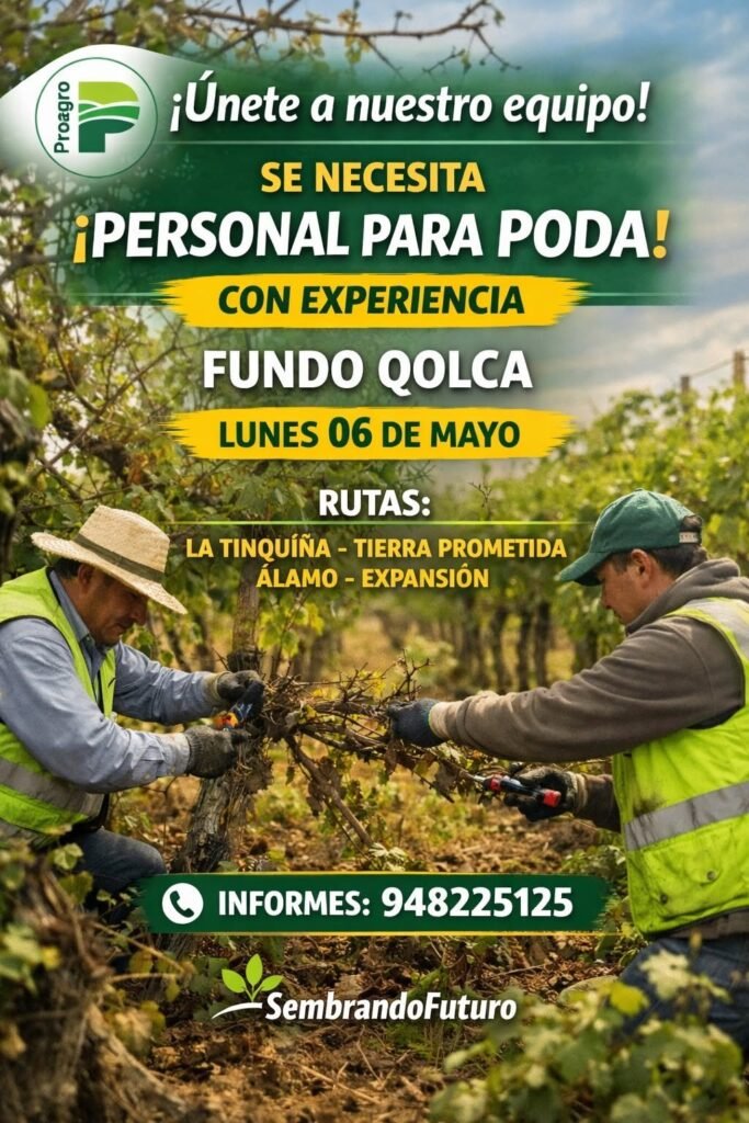 Poda de uva en el fundo Qolca – Salas Guadalupe