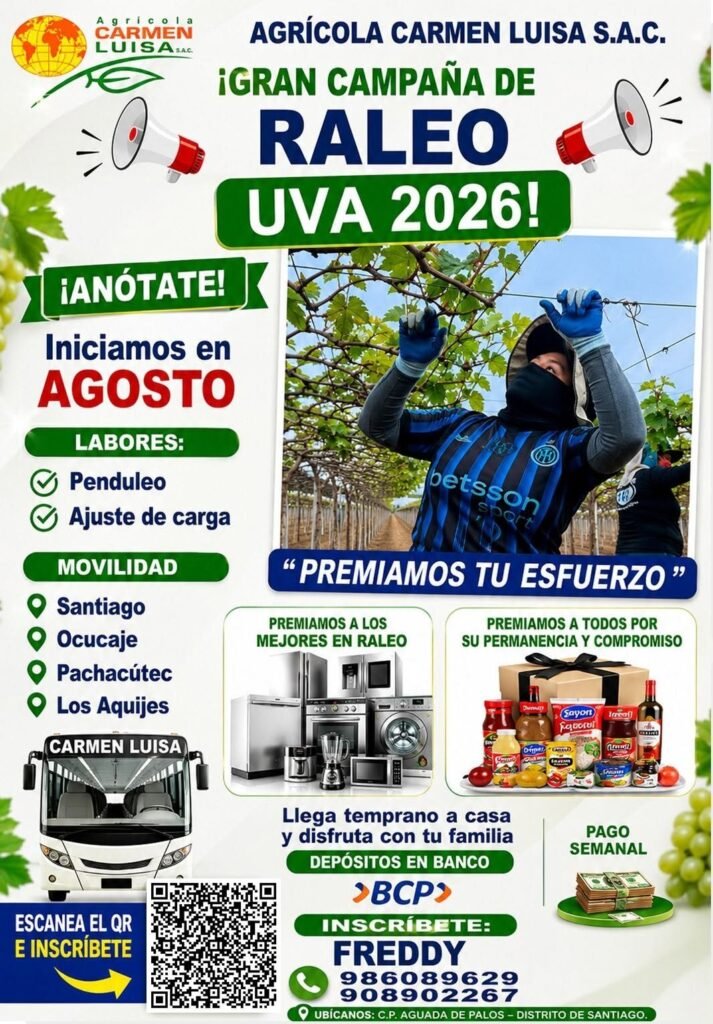 Gran Campaña de Raleo de Uva 2026 en agricola Crmen Luisa - Imagen 1