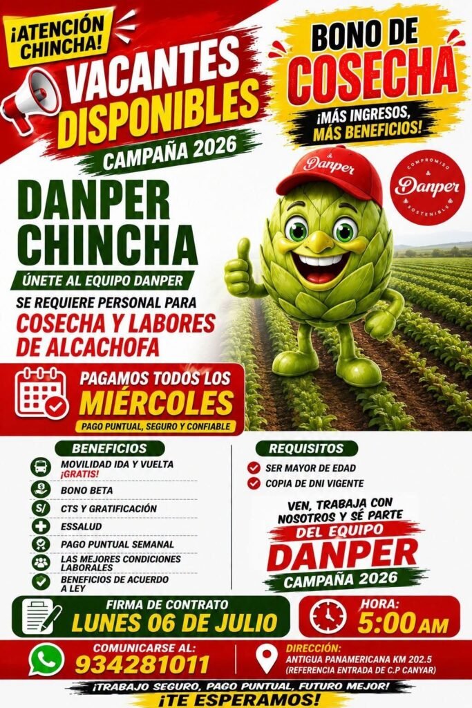 cosecha y labores de alcachofa en danper Chincha - Imagen 1