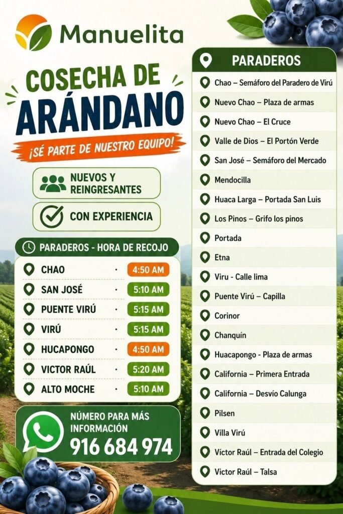 Cosecha de arandanos en Manuelita Salaverry - Imagen 1