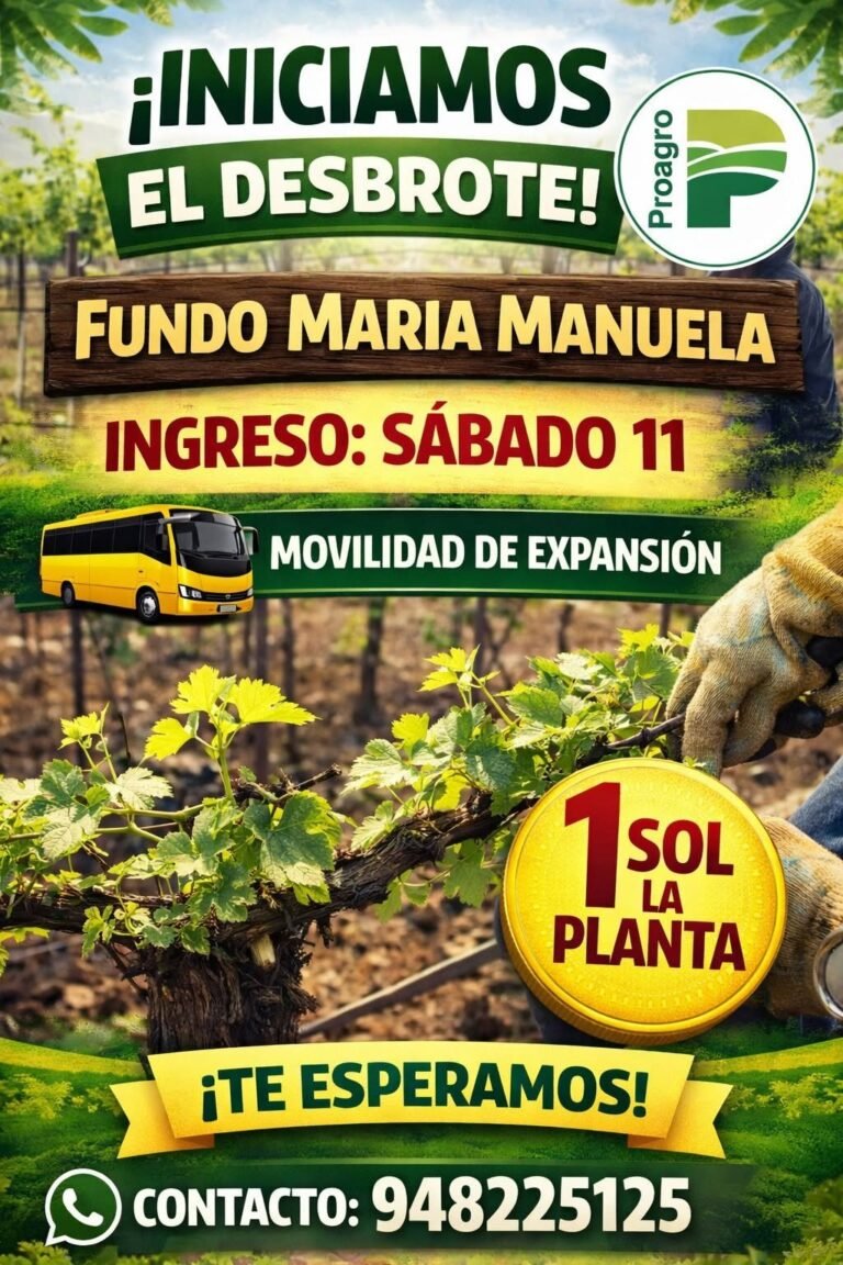 ¡Iniciamos el desbrote en Fundo Maria Manuela!