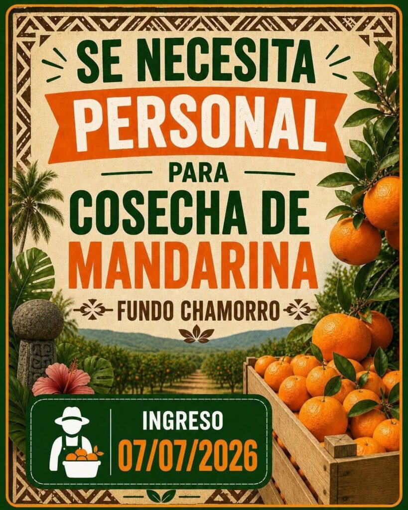 Cosecha de mandarina en el fundo chamorro - Imagen 1