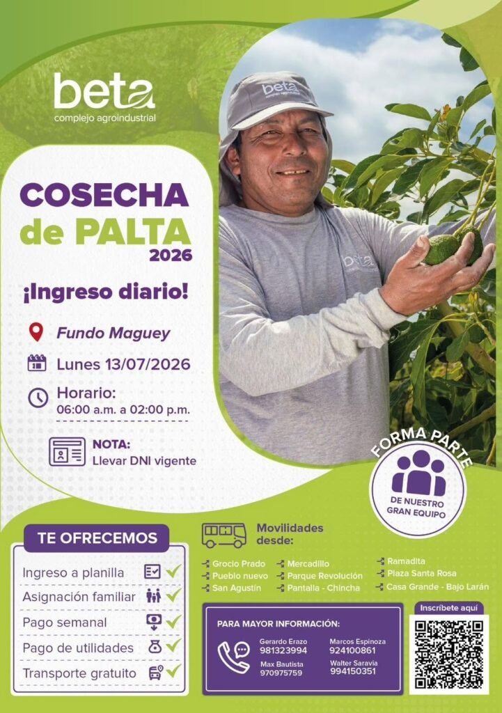 La cosecha de palta 2026 en el fundo Maguey - Chincha - Imagen 1