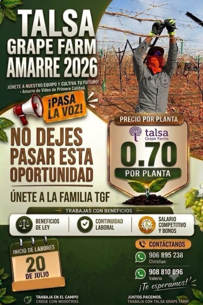 Campaña de desbrote, acomodo de racimos y amarre de uva en Agricola Procom