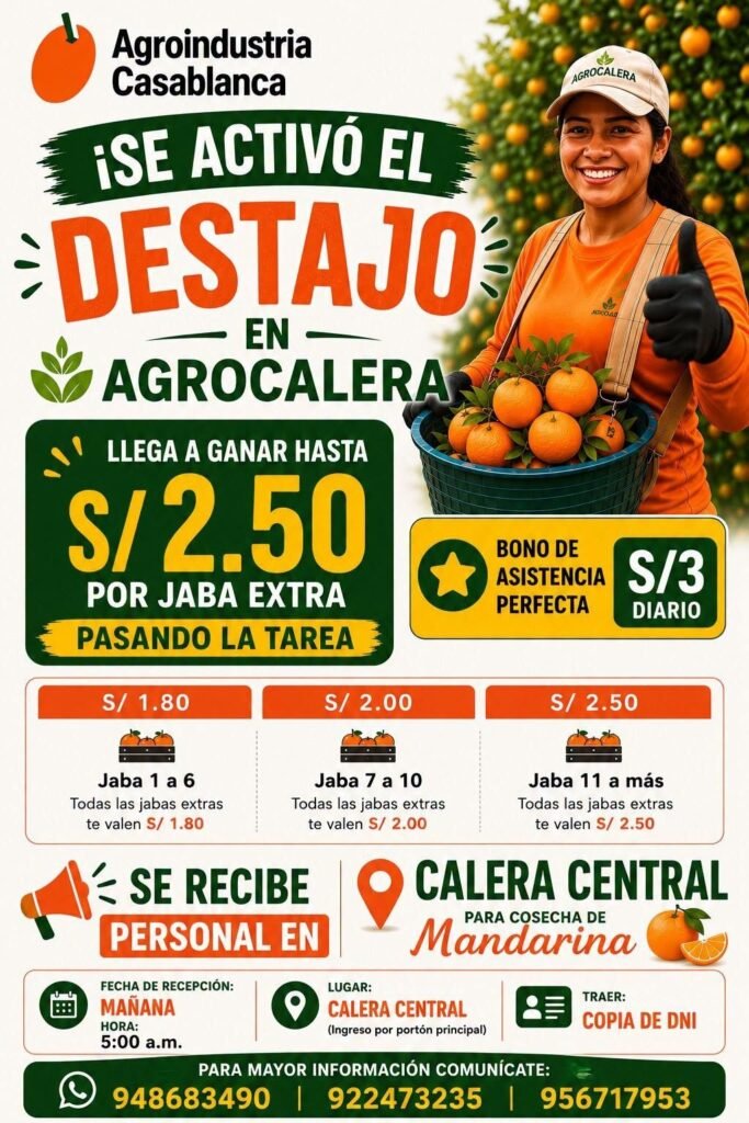 Se requiere cosechadores de mandarina en Agroindustrias casablanca - Imagen 1