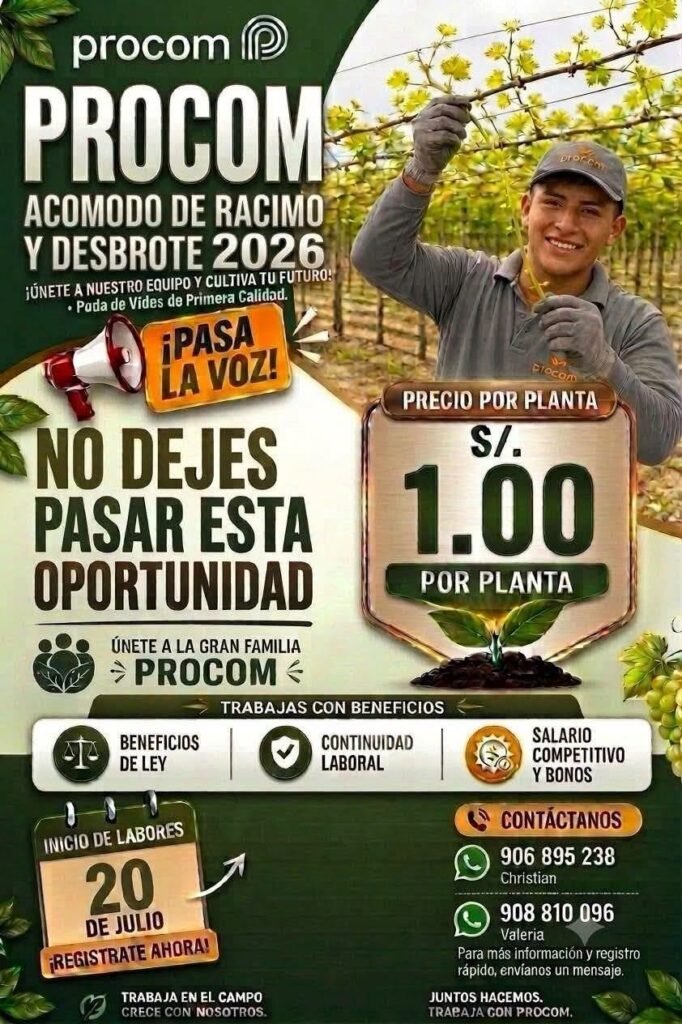 Campaña de desbrote, acomodo de racimos y amarre de uva en Agricola Procom - Imagen 2