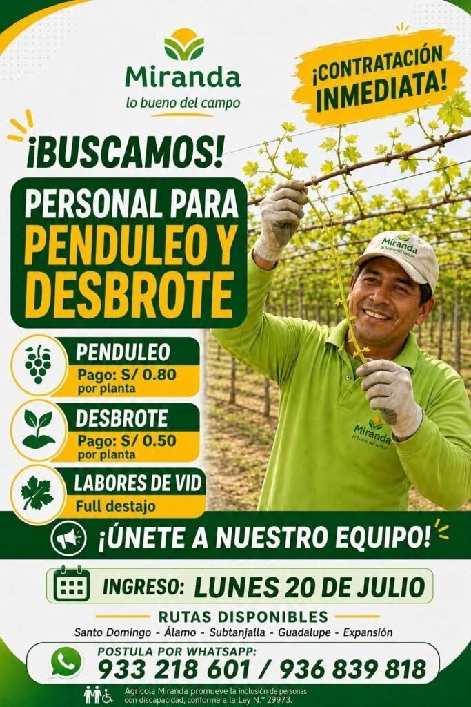 Personal para labores de penduleo y desbrote de uva en Agricola Miranda