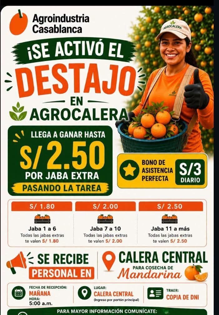 Cosechadores de mandarina en Agrocalera