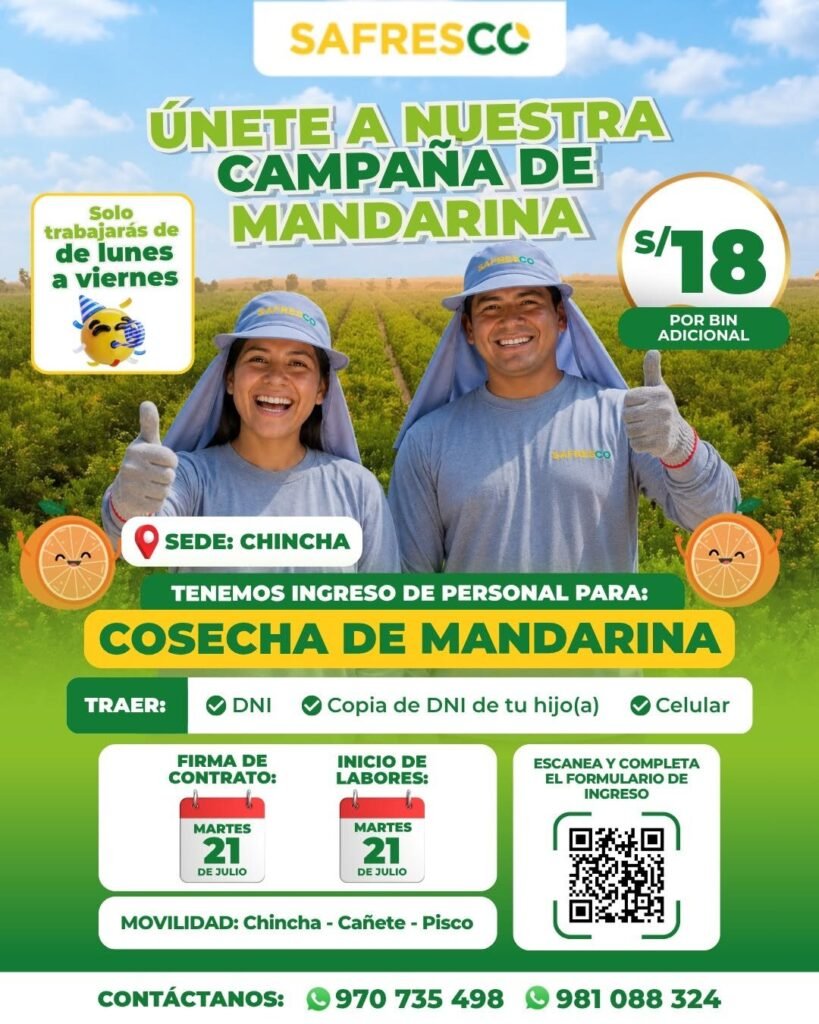 Cosecha de mandarina en Safresco Chincha