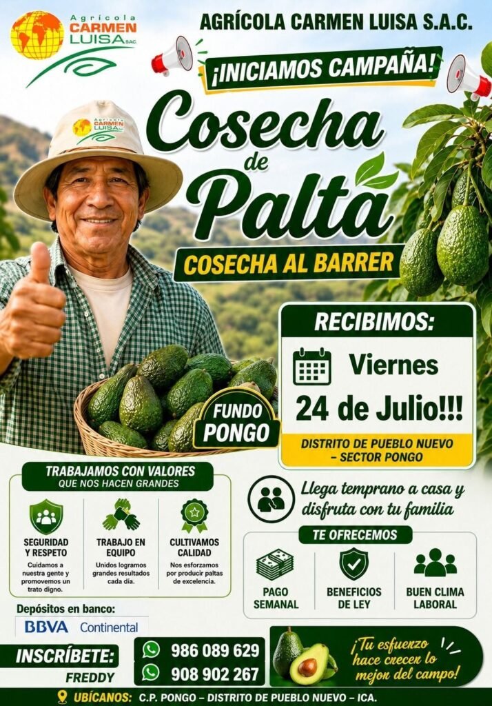 Se requiere personal para cosecha de palta al barrer en Agricola Carmen Luisa - Imagen 1