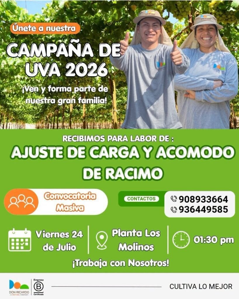 Ajuste de carga y acomodo de racimo en Planta Los Molinos – Agricola Don Ricardo