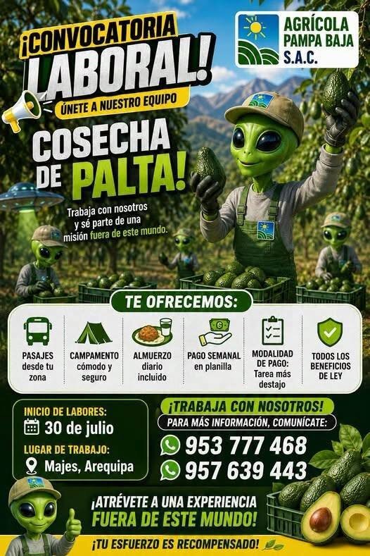 Cosechadores de palta en Agricola Pampa Baja en Arequipa