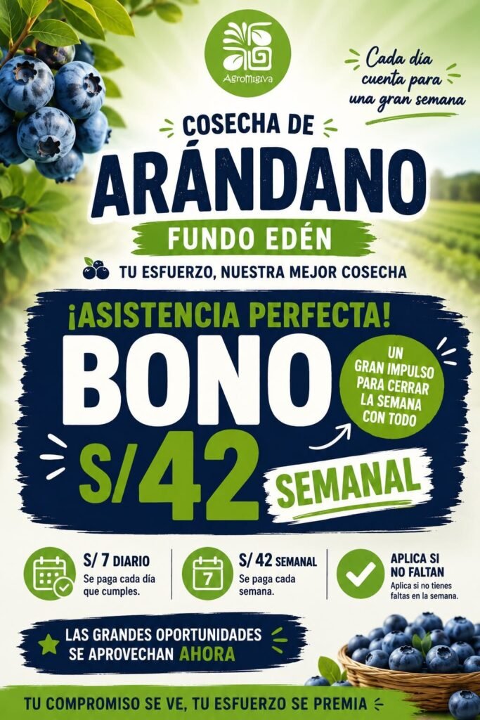 Campaña de cosecha de arandanos en fundo Eden - Agromigiva - Imagen 2