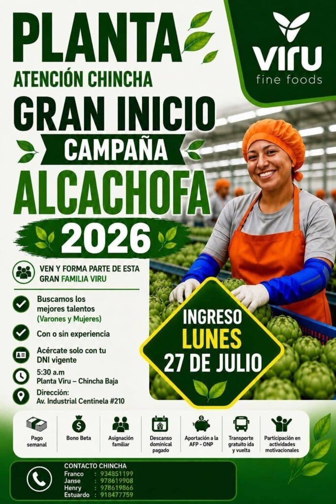 Campaña de alcachofa en Viru sede Chincha - Imagen 1