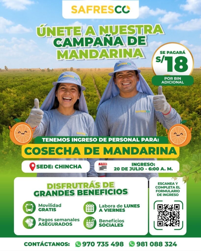 Campaña de cosecha de mandarina en Safresco Chincha