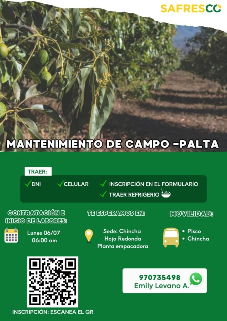 Operarios de packing en Safresco Chincha y para mantenimiento de campo - Palta - Imagen 2