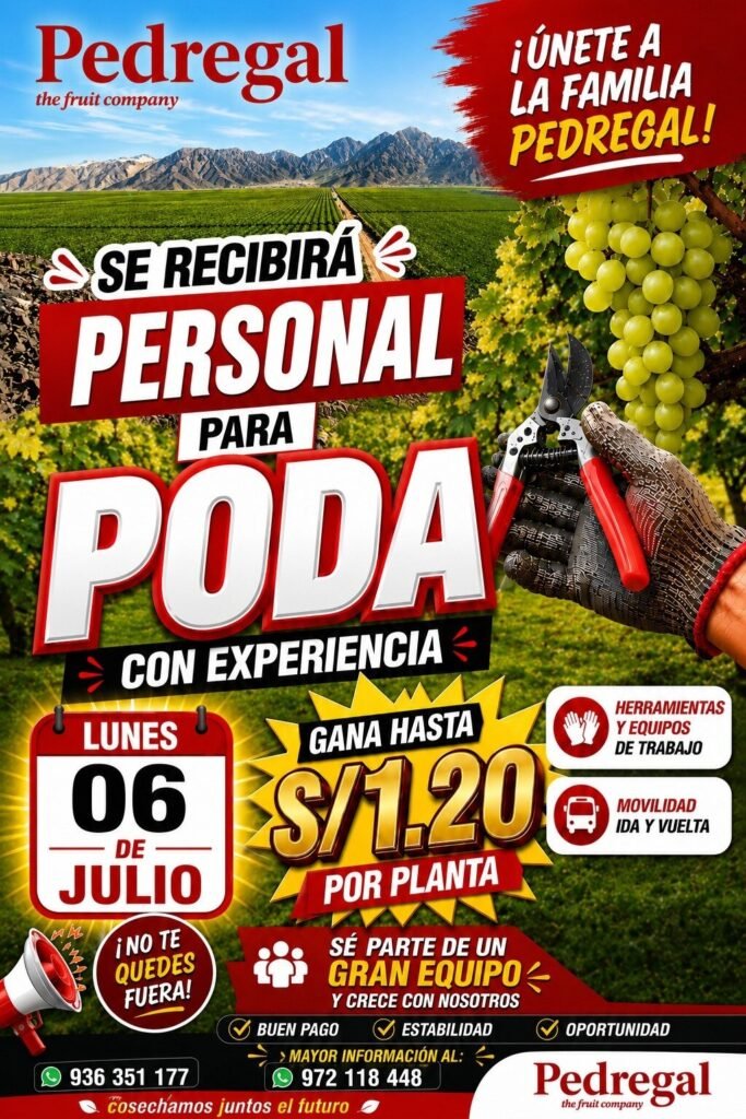 Se requiere personal para poda de uva en el Pedregal, Yaurilla, Ica - Imagen 1