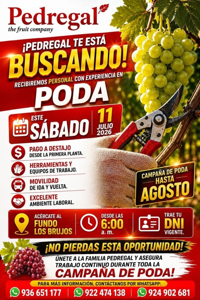 Se requiere personal con experiencia en poda de uva - Pedregal - Imagen 1