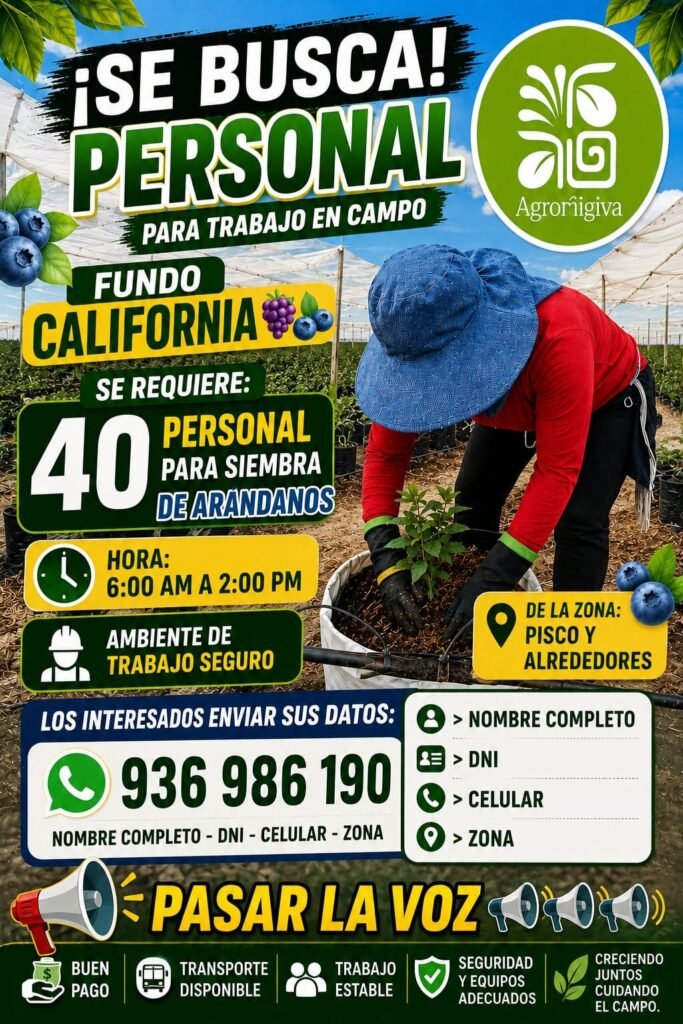 Se requiere 40 trabajadores para fundo California - Ica - Imagen 1