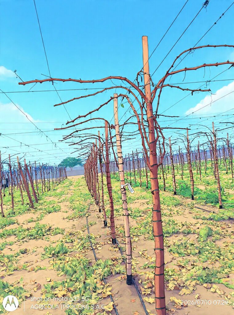Personal para amarre en agricola Talsa export - Imagen 1