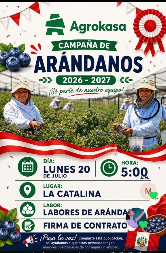 Campaña de arandanos en Fundo Catalina – Agrokasa