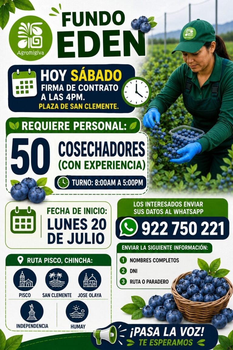 50 cosechadores de arandano en el fundo eden – Pisco