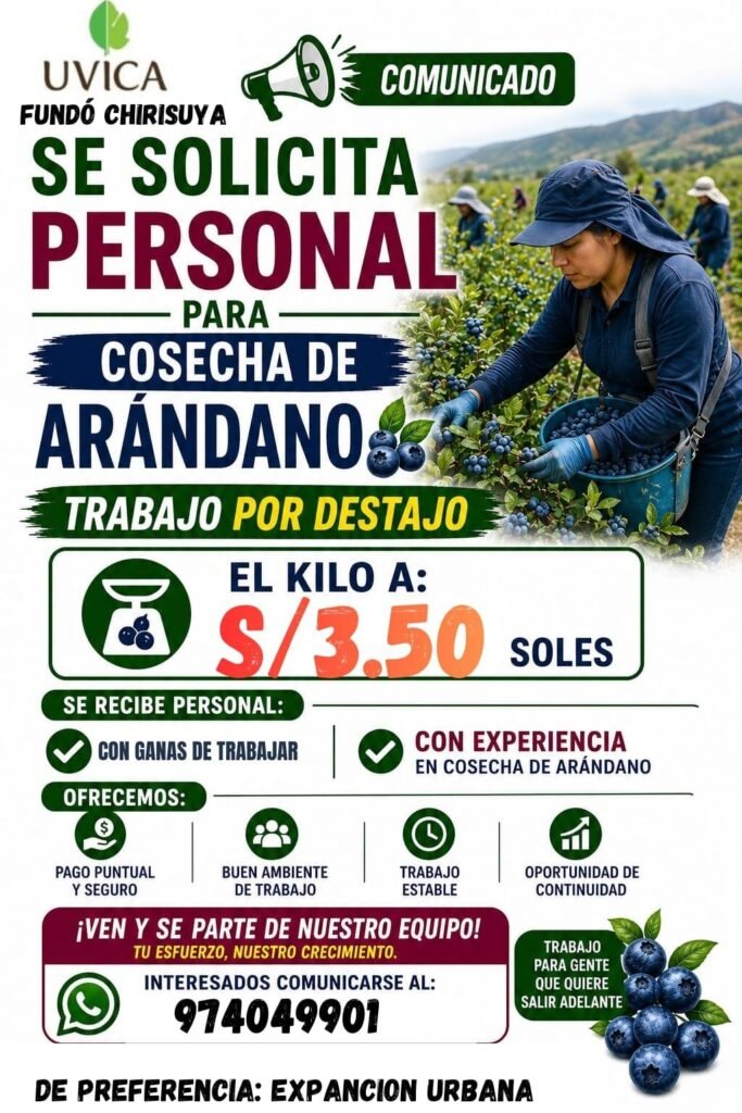 Cosecha de arandanos en el fundo chirisuya en la empresa Uvica