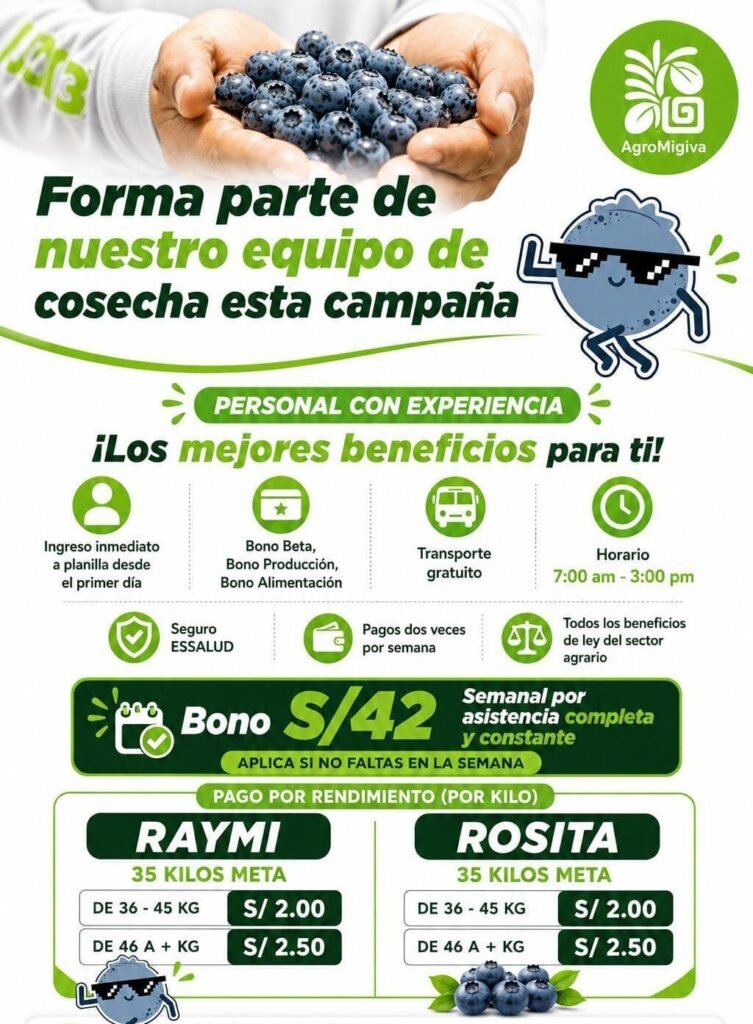 Cosecha de uva en el fundo Eden de Agromigiva en Pisco - Imagen 1