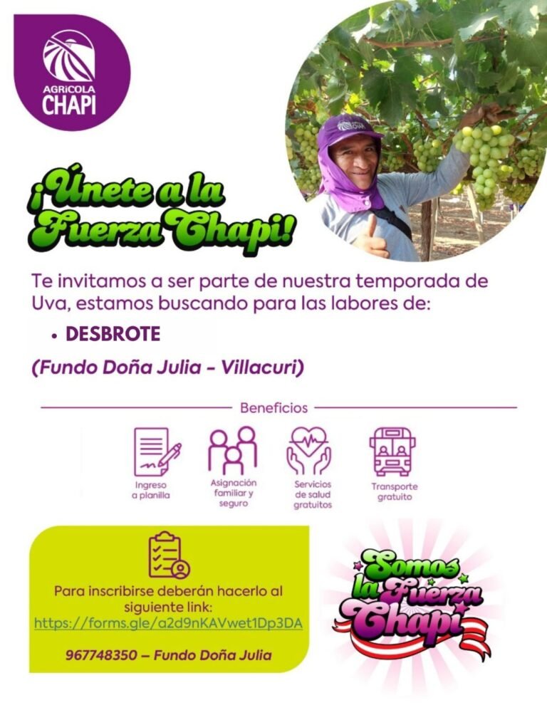 Desbrote de Uva en Fundo Doña Julia, Villacuri Agricola Chapi