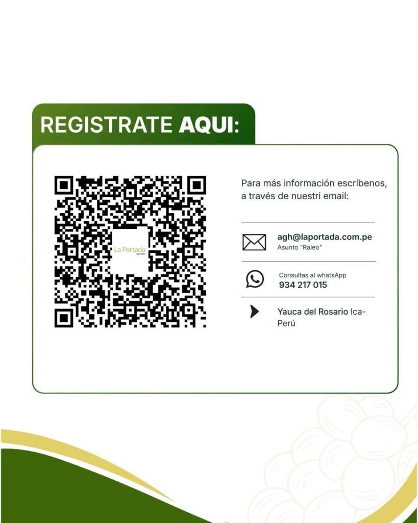 Campaña de raleo de uva en la portada AGROCALERA, Ica Perú - Imagen 3