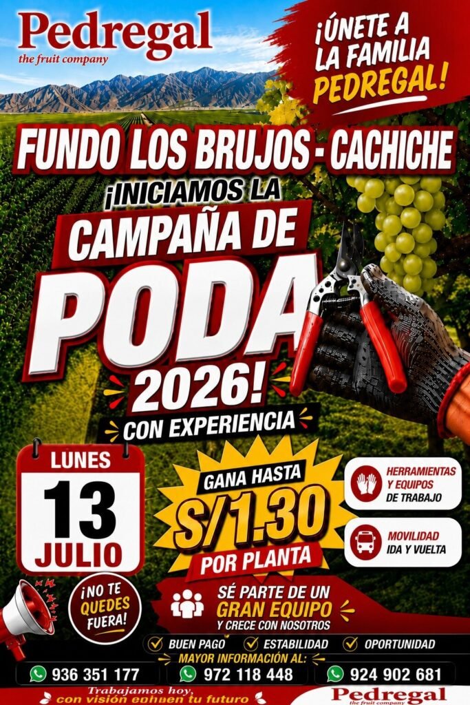 Poda de Plantas en Fundo Los Brujos, Cachiche 2026 - Imagen 1