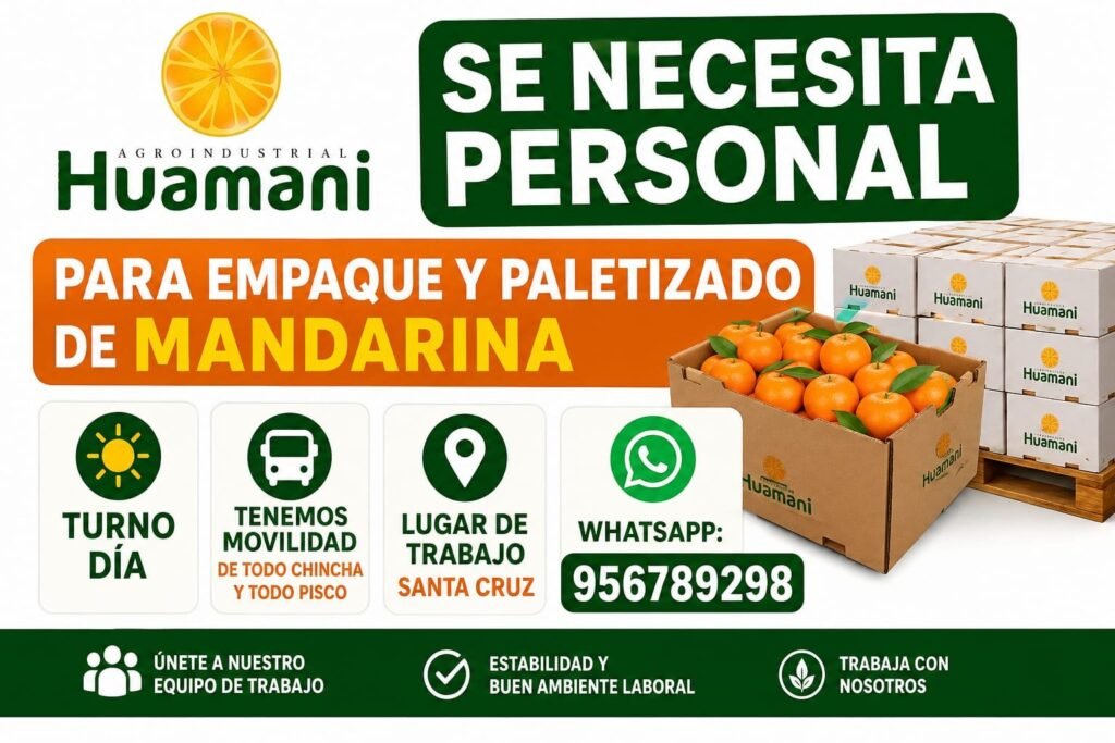Personal para Empaque y Paletizado de Mandarinas en Pisco - Imagen 1