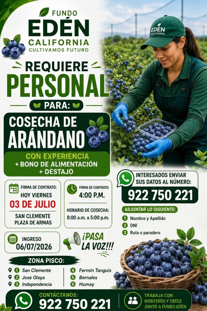 Cosechadores de Arándano en Pisco, California