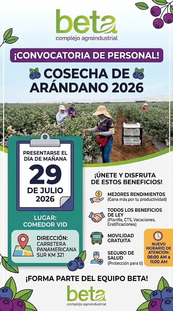 Personal para Cosecha de Arándano en Beta, Ica