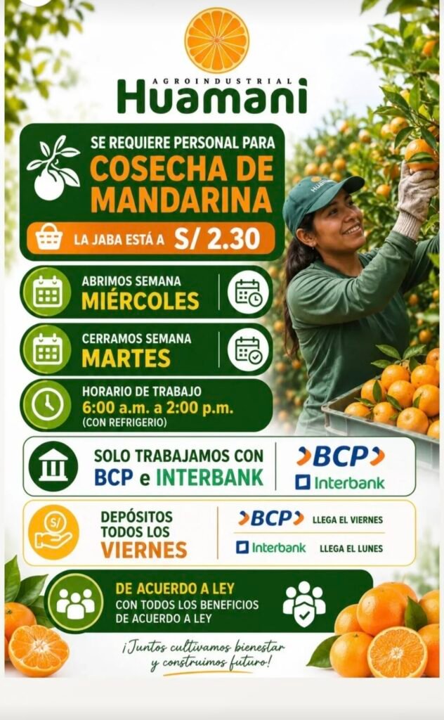 Cosechadores de Mandarina en Agroindustrial Huamani, Ica - Imagen 1