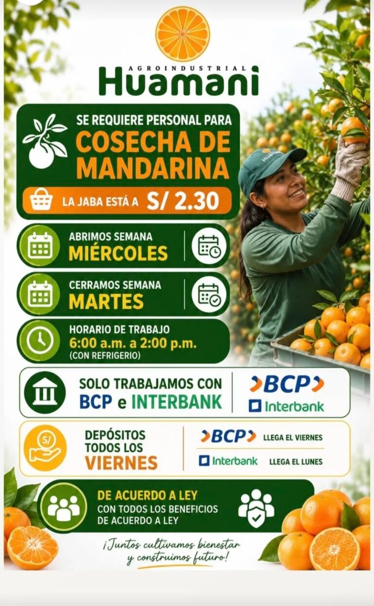 Cosechadores de Mandarina en Agroindustrial Huamani, Ica