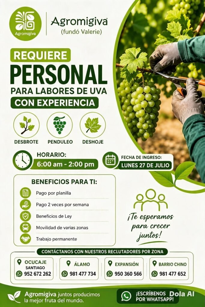 Personal para Labores de Cultivo de Uva en Fundo Valerie - Imagen 1