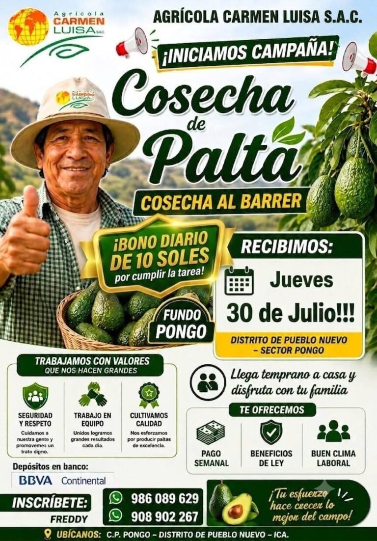 Personal Masculino para Cosecha de Palta en Ica