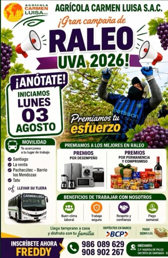 Trabajo en fundos de Ica - Raleo de Uva en Agricola Carmen Luisa - Imagen 1