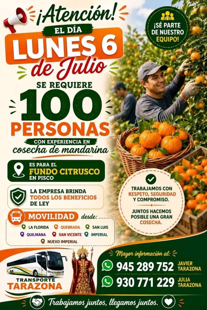 Cosechadores de Mandarina en Fundo Citrusco, Pisco - Imagen 1