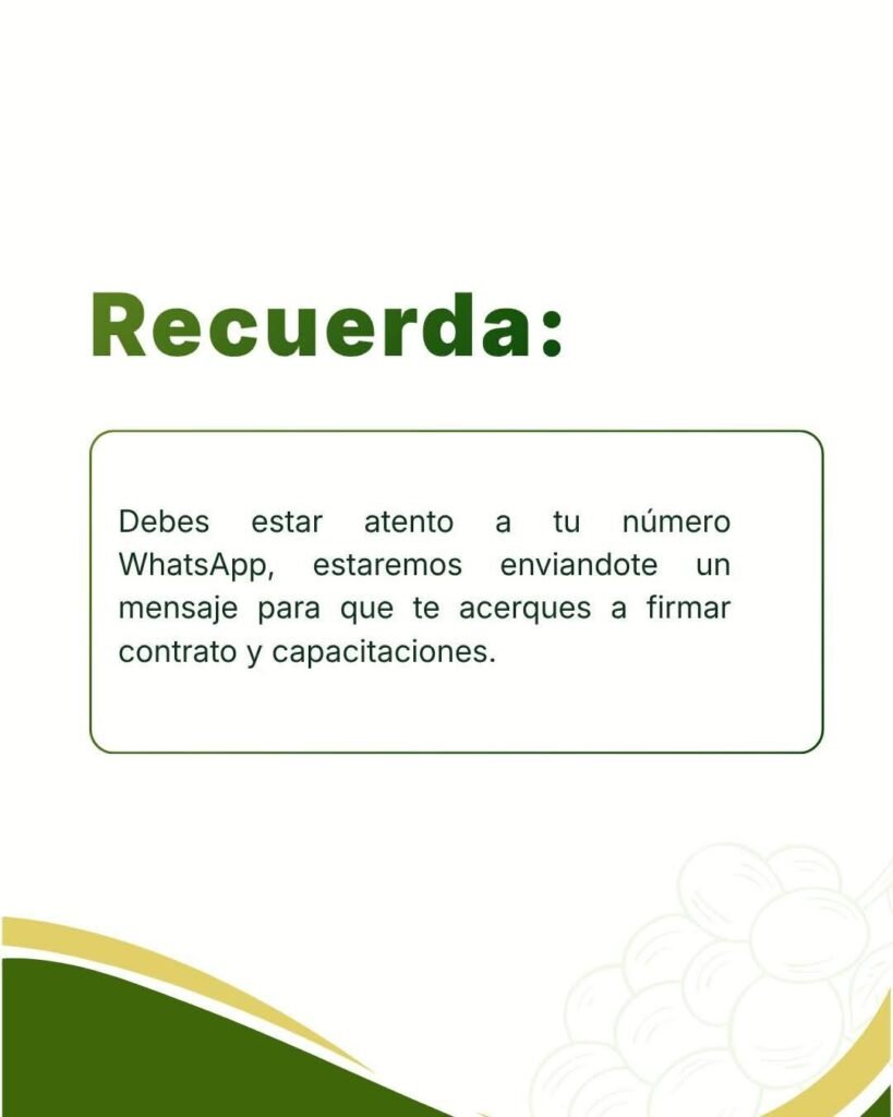 Campaña de raleo de uva en la portada AGROCALERA, Ica Perú - Imagen 4